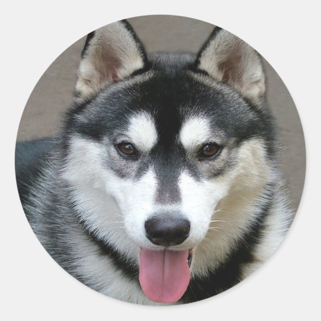 Alaskan Malamute Hunde Runder Aufkleber (Vorderseite)