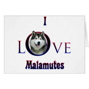 Alaskan Malamute I Liebe
