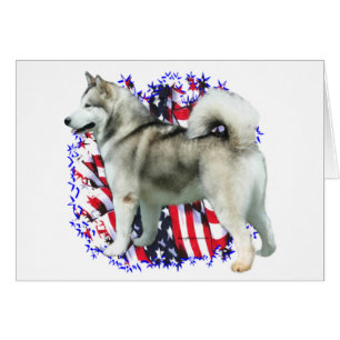 Alaskan Malamute Patriot
