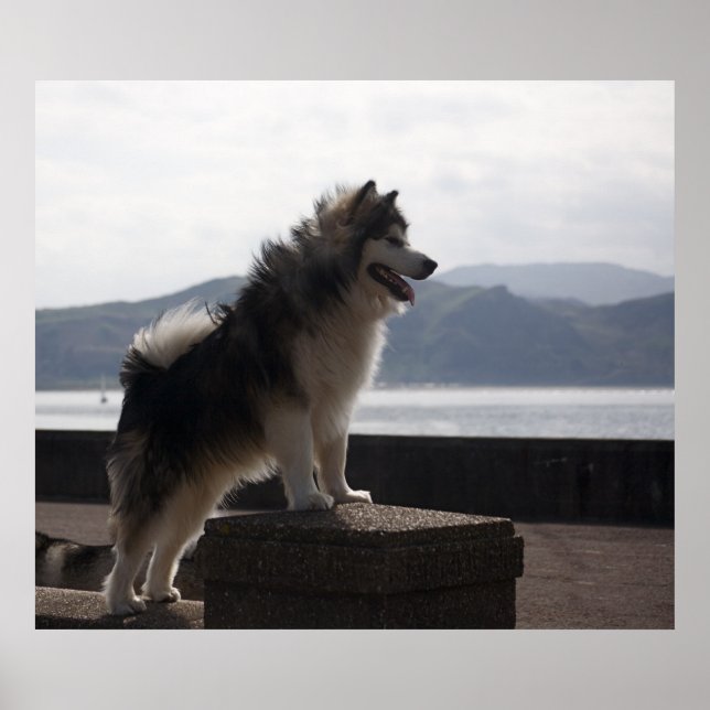 Alaskan Malamute Poster (Vorne)