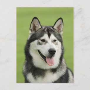 Alaskan malamute postkarte