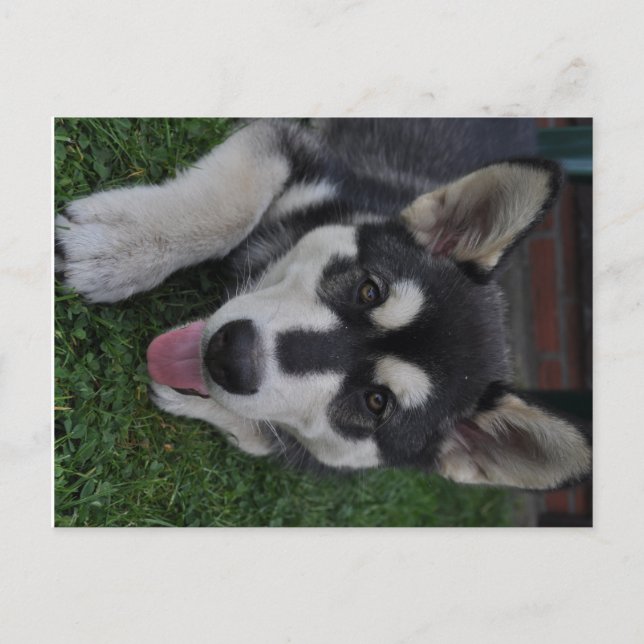 Alaskan Malamute Postkarte (Vorderseite)