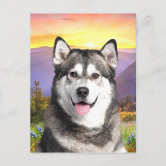 Alaskan Malamute Postkarte