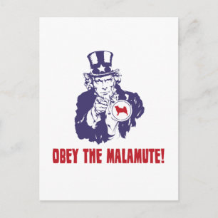 Alaskan Malamute Postkarte