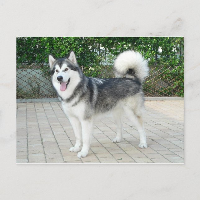 Alaskan Malamute Puppy Dog Postkarte (Vorderseite)