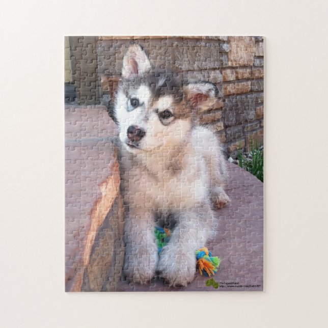 Alaskan Malamute Puppy Head Tilt Fotograf (Vertikal)