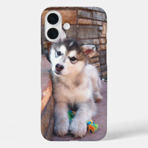 Alaskan Malamute Puppy Head Tilt Fotograf title_seo2