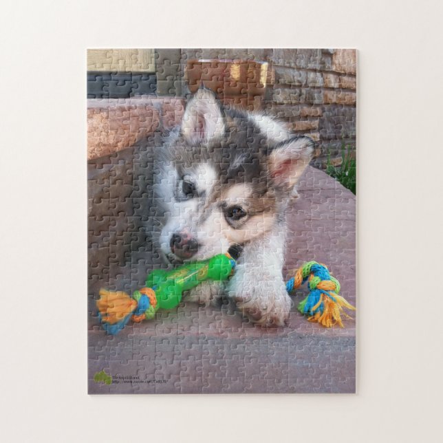 Alaskan Malamute Puppy Nah-Up-Foto (Vertikal)