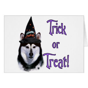 Alaskan Malamute Trick