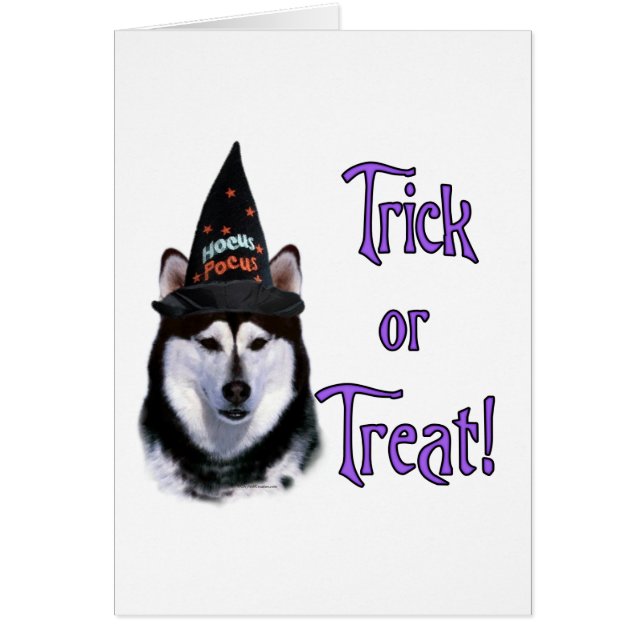 Alaskan Malamute Trick (Vorne)