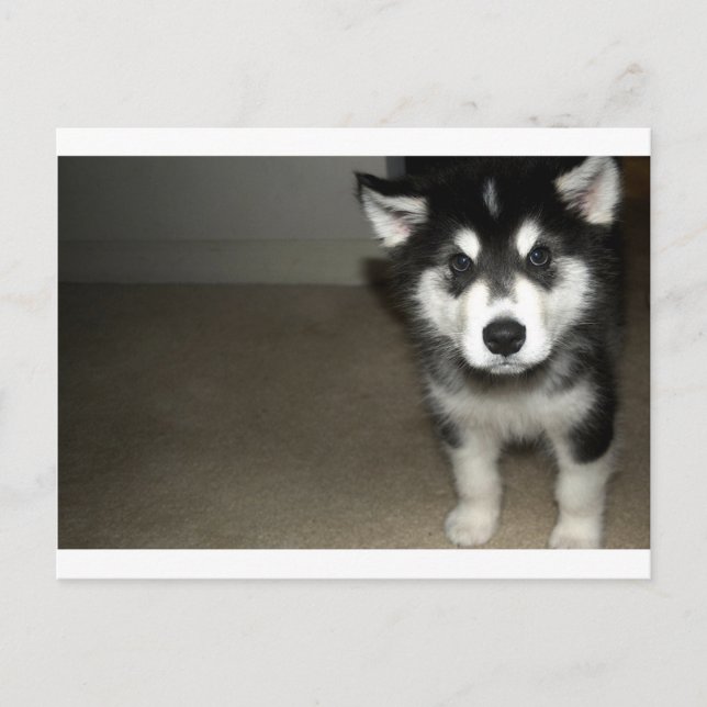 Alaskan malamute Welpe 3 Postkarte (Vorderseite)
