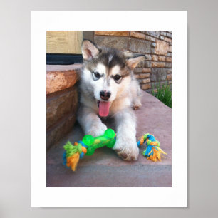 Alaskan Malamute Welpe and Rope Toy Foto Poster
