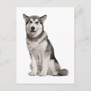 Alaskan Malamute Welpen-Hund Postkarte