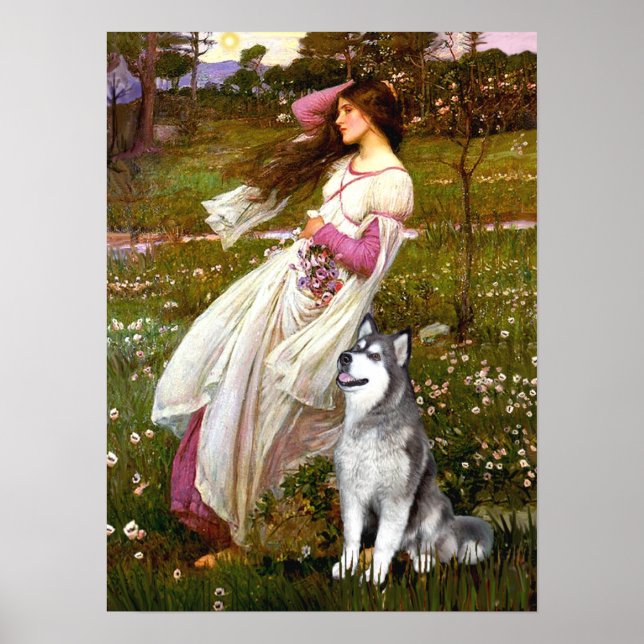Alaskan Malamute  - Windflowers Poster (Vorne)