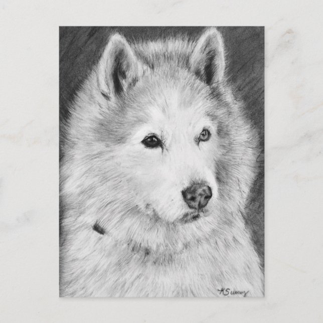 Alaskan Malamute Zeichnend Postkarte (Vorderseite)