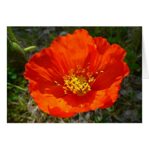 Alaskan Red Poppy Colorful Blume