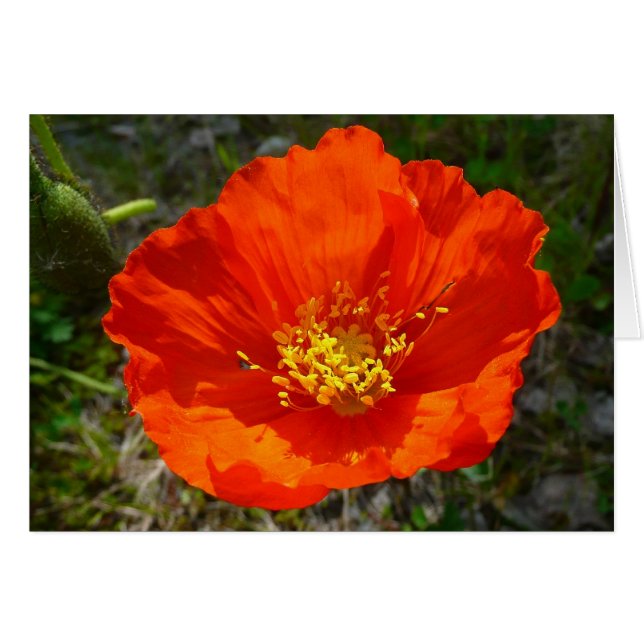Alaskan Red Poppy Colorful Blume (Vorderseite (Horizontal))