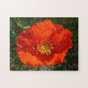 Alaskan Red Poppy Colorful Blume