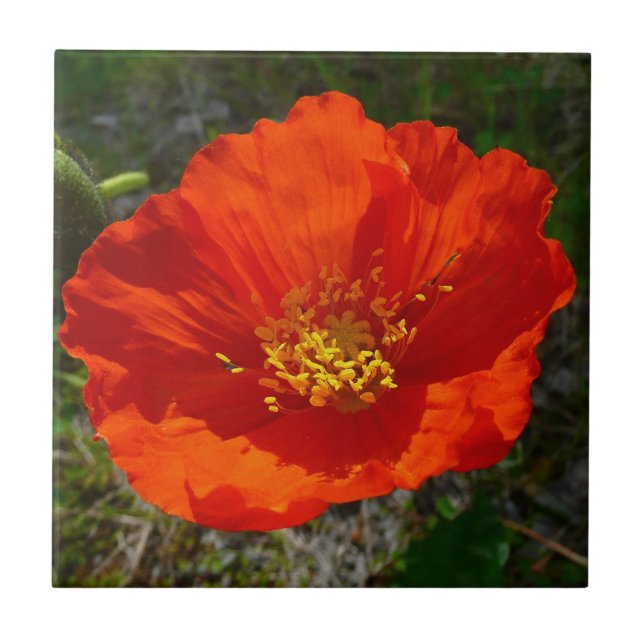Alaskan Red Poppy Colorful Blume Fliese (Vorderseite)