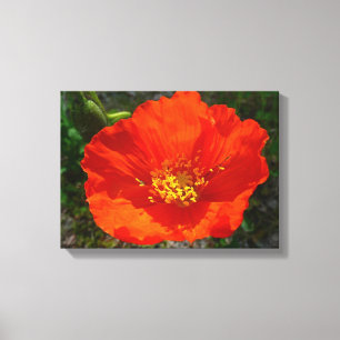 Alaskan Red Poppy Colorful Blume Leinwanddruck