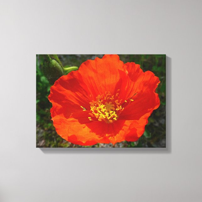 Alaskan Red Poppy Colorful Blume Leinwanddruck (Vorderseite)