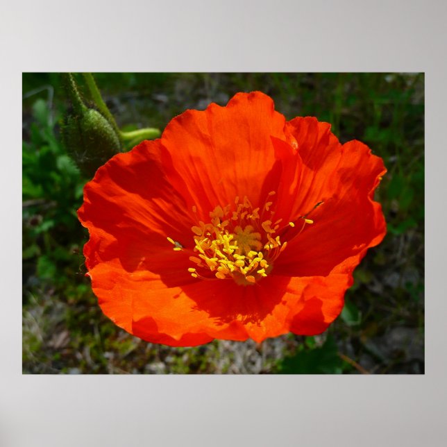 Alaskan Red Poppy Colorful Blume Poster (Vorne)