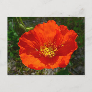 Alaskan Red Poppy Colorful Blume Postkarte