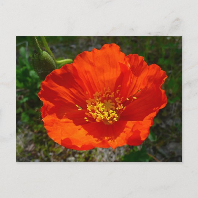 Alaskan Red Poppy Colorful Blume Postkarte (Vorderseite)