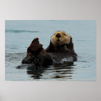 Alaskan Sea Otter