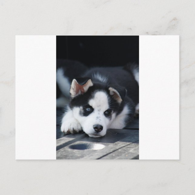 Alaskan Siberian Lop Eared Husky Sled Doppy Puppy Postkarte (Vorderseite)