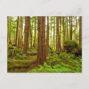Alaskan Temperate Rainforest Postkarte