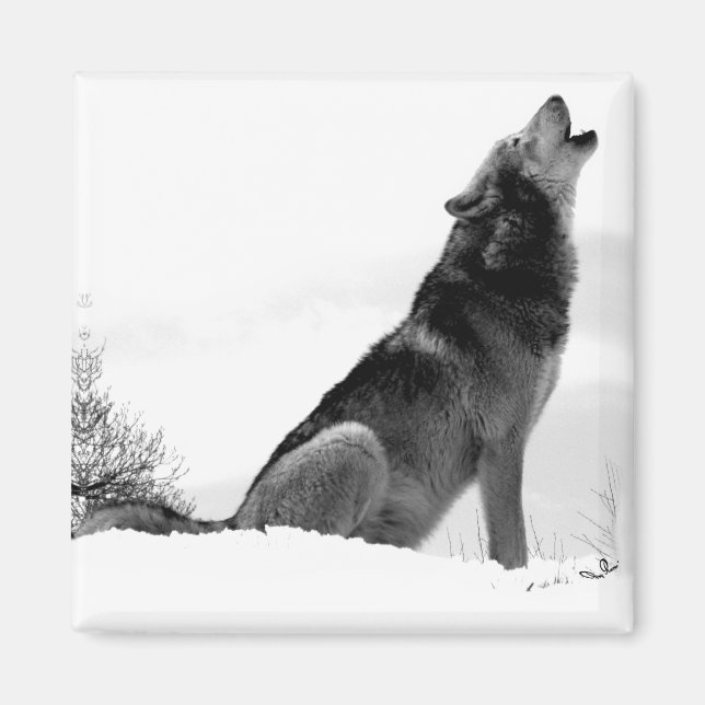 Alaskan Timber Wolf Refig Magnet (Vorne)