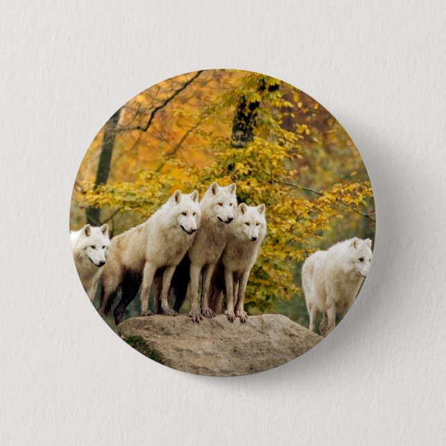 Alaskan White Wolves im Wald Button (Vorderseite)