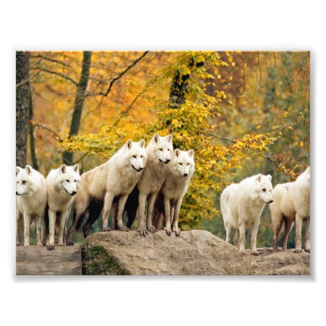 Alaskan White Wolves im Wald Fotodruck (Vorne)