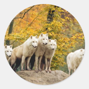 Alaskan White Wolves im Wald Runder Aufkleber