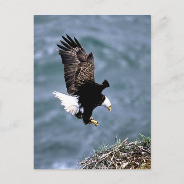 Alaskan Wildlife Postkarte (Vorderseite)