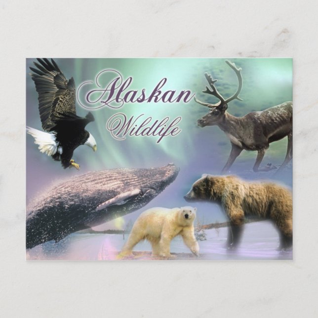 Alaskan Wildlife Postkarte (Vorderseite)