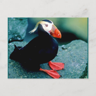 Alaskan Wildlife Postkarte