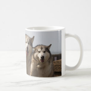 Alaskische Malamutes Kaffeetasse