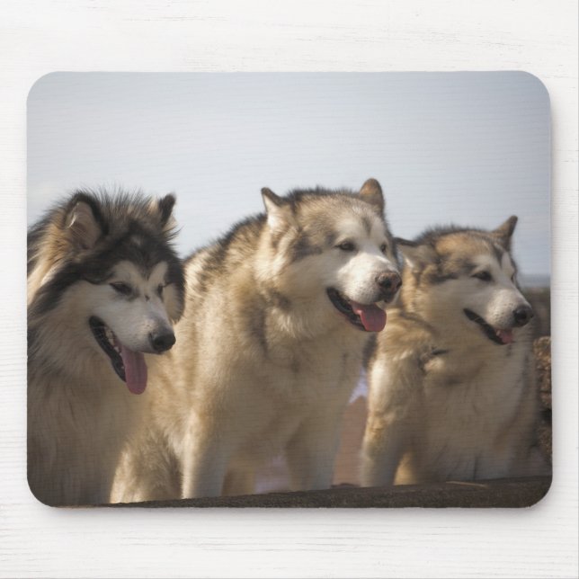 Alaskische Malamutes-Mäusematten Mousepad (Vorne)