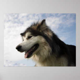 Alaskische Malamutes Poster