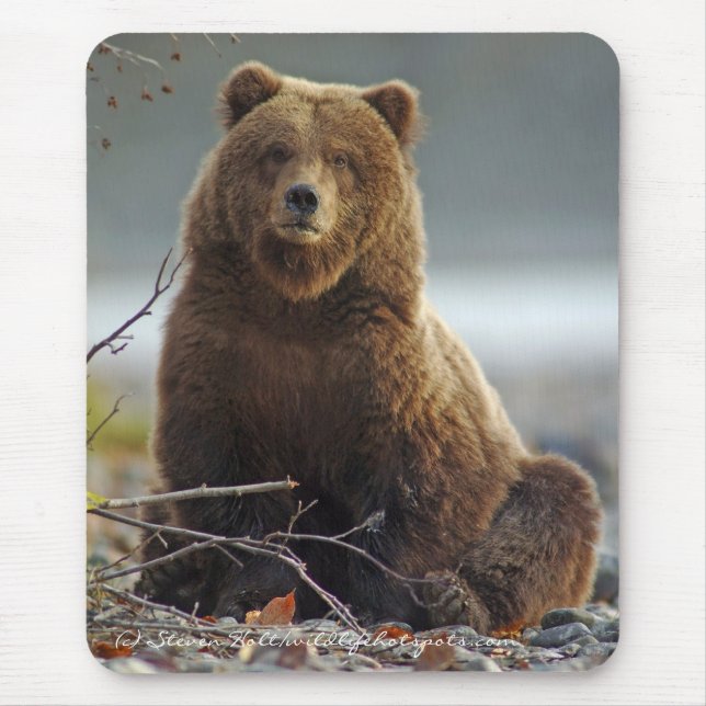 Alaskischer Braunbär in Kenai NWR Mousepad (Vorne)