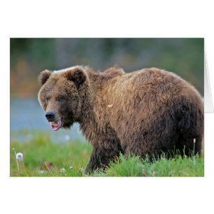 Alaskischer Braunbär mit dem Mund offen