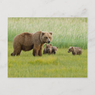 Alaskischer Braunbär mit Jungen auf einer Wiese Postkarte