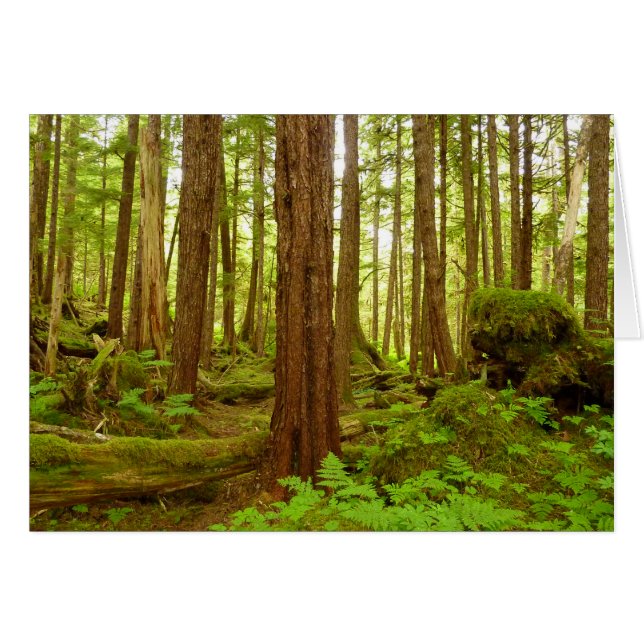 Alaskischer gemäßligter Regenwald (Vorderseite (Horizontal))