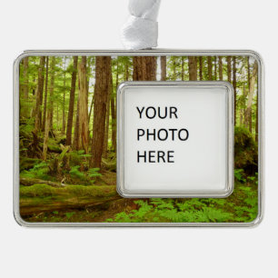Alaskischer gemäßligter Regenwald Rahmen-Ornament Silber