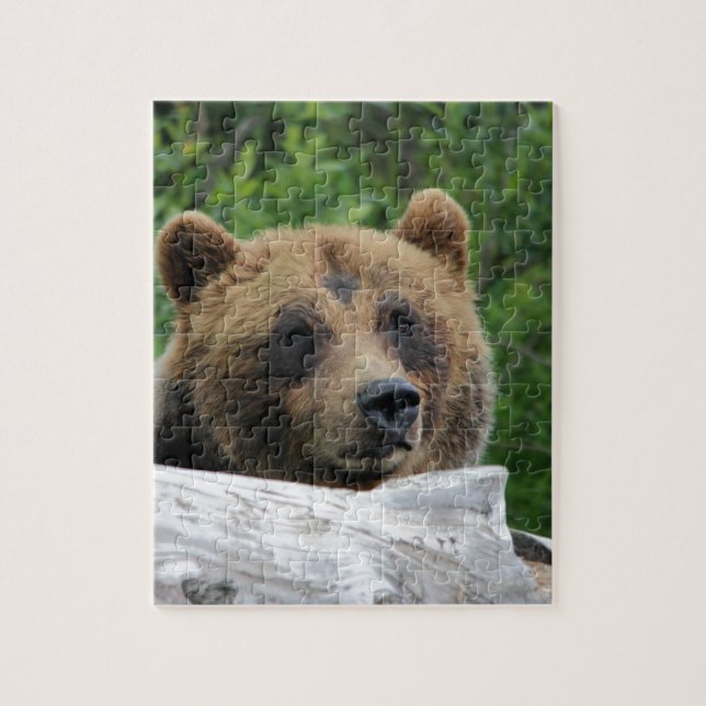 Alaskischer Grizzlybär, der Kodiak (Vertikal)