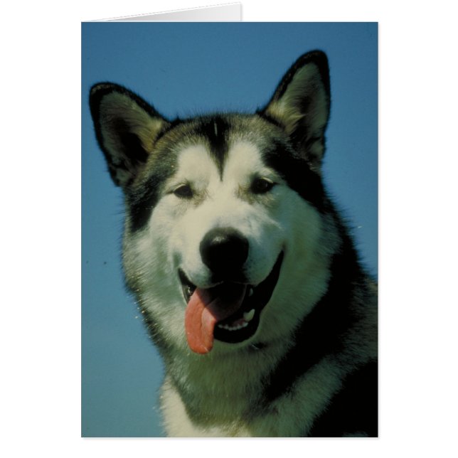 Alaskischer Malamute (Vorne)