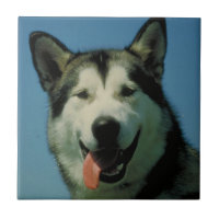 Alaskischer Malamute-Fliese