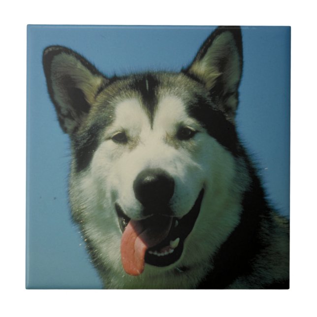 Alaskischer Malamute-Fliese Fliese (Vorderseite)